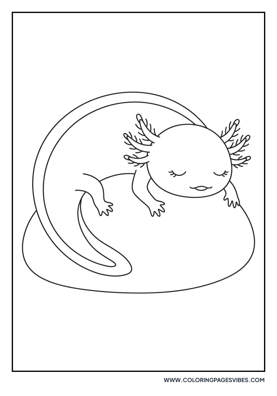 Axolotl Sleeping on Rock