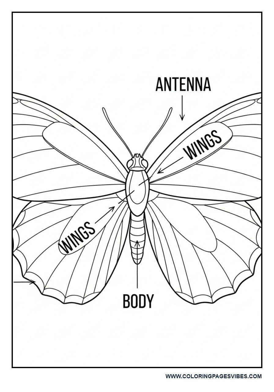 Preschool Learning Butterfly
