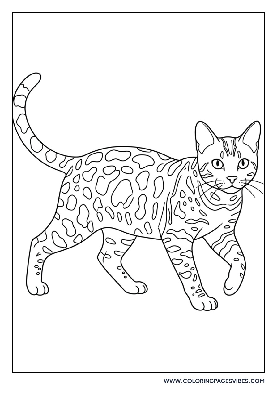 Bengal Cat with Spots