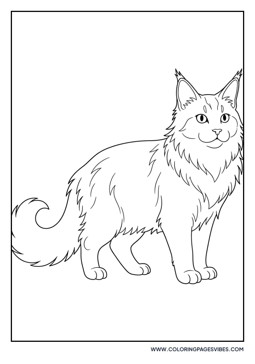 Maine Coon Cat