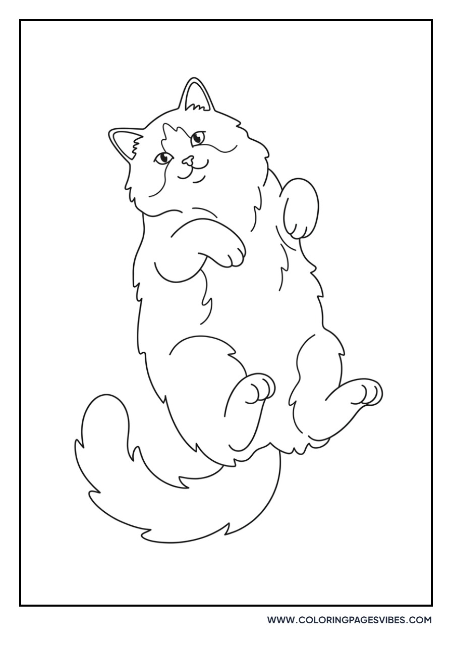 Ragdoll Cat Lying Down