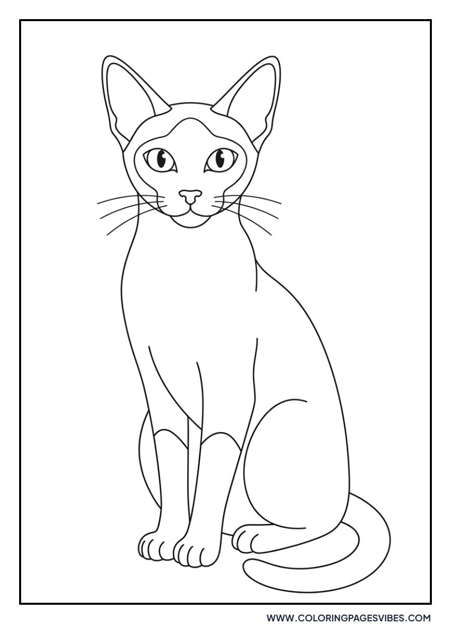 Siamese Cat Portrait