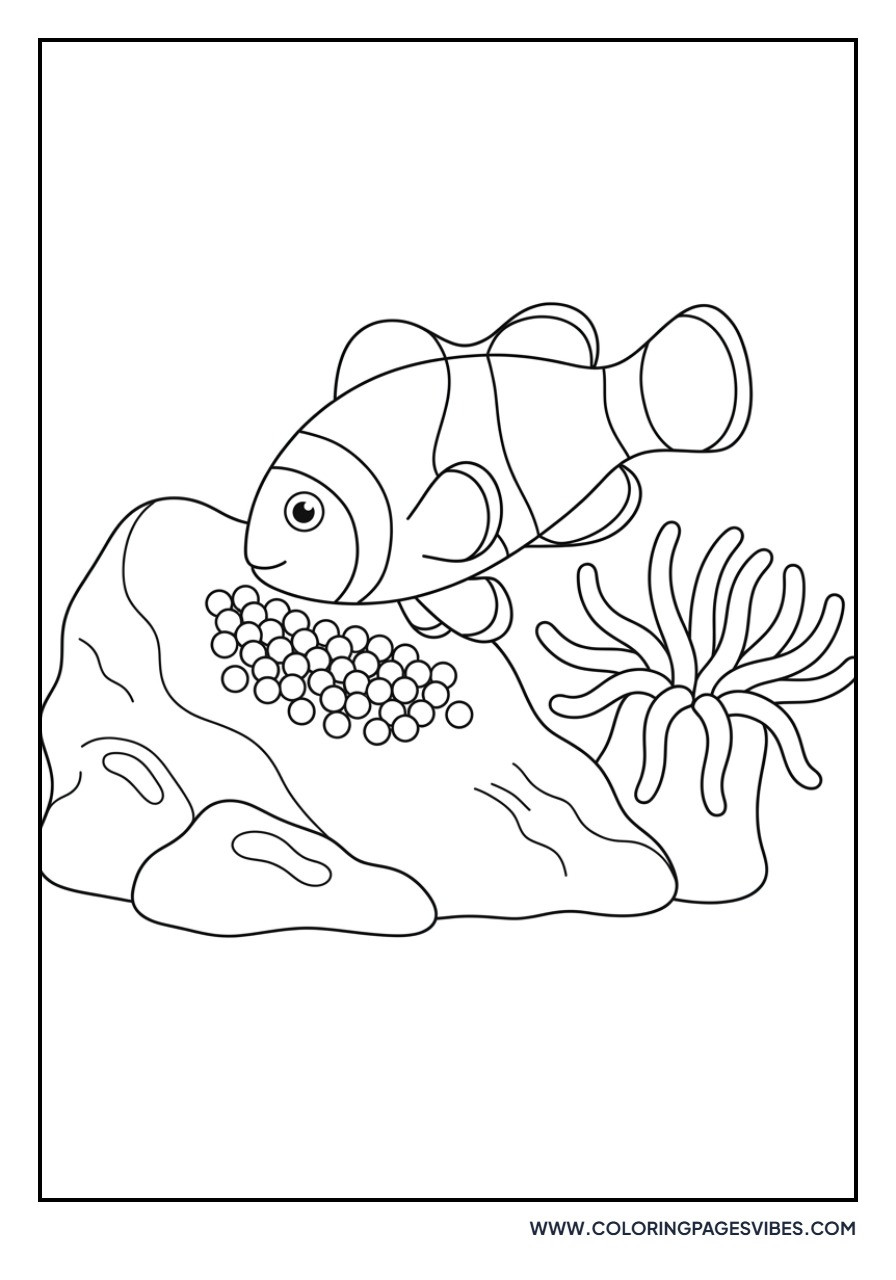 Clownfish Guarding Eggs