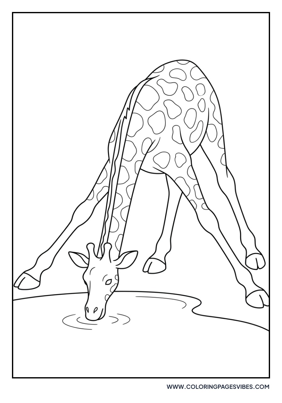 Giraffe Drinking Water