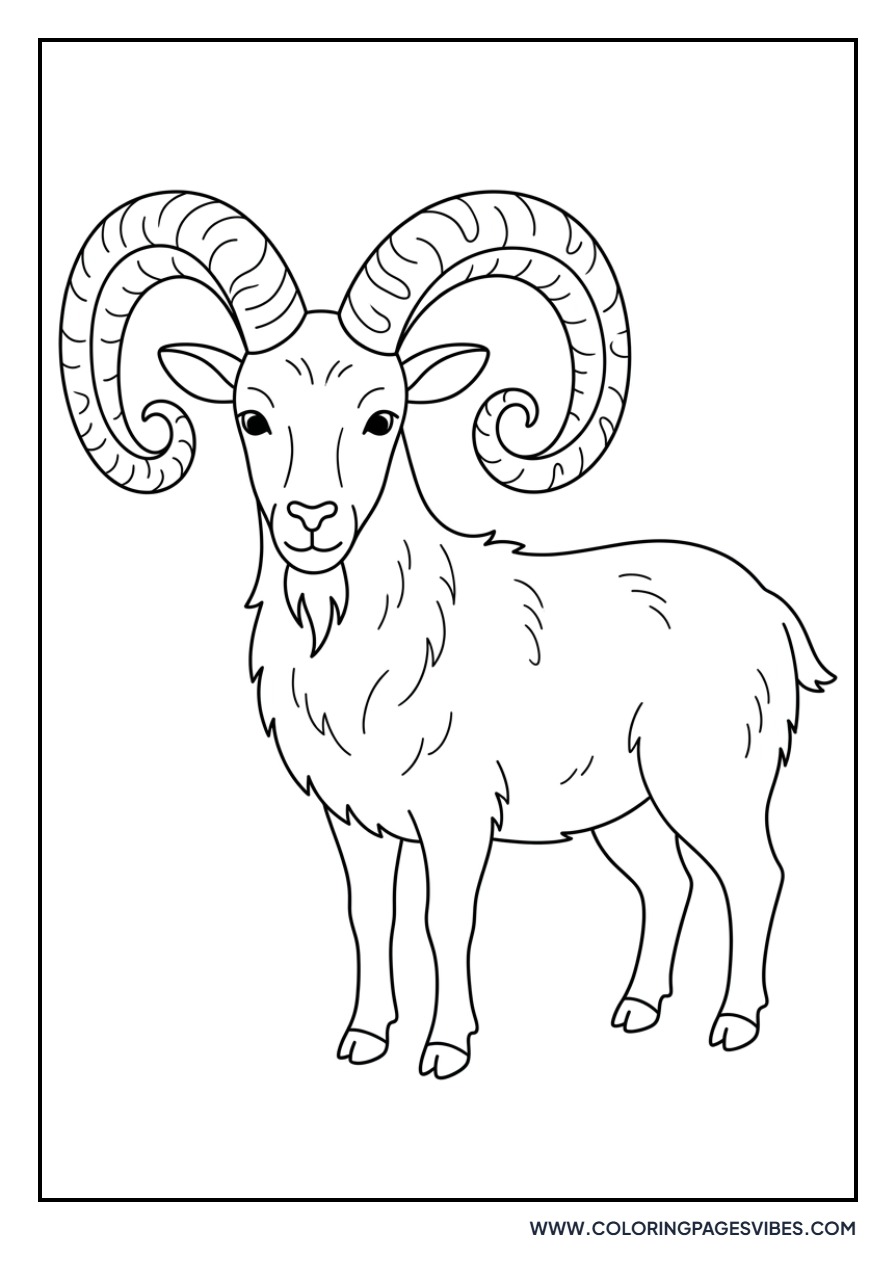 Goat with Curly Horns
