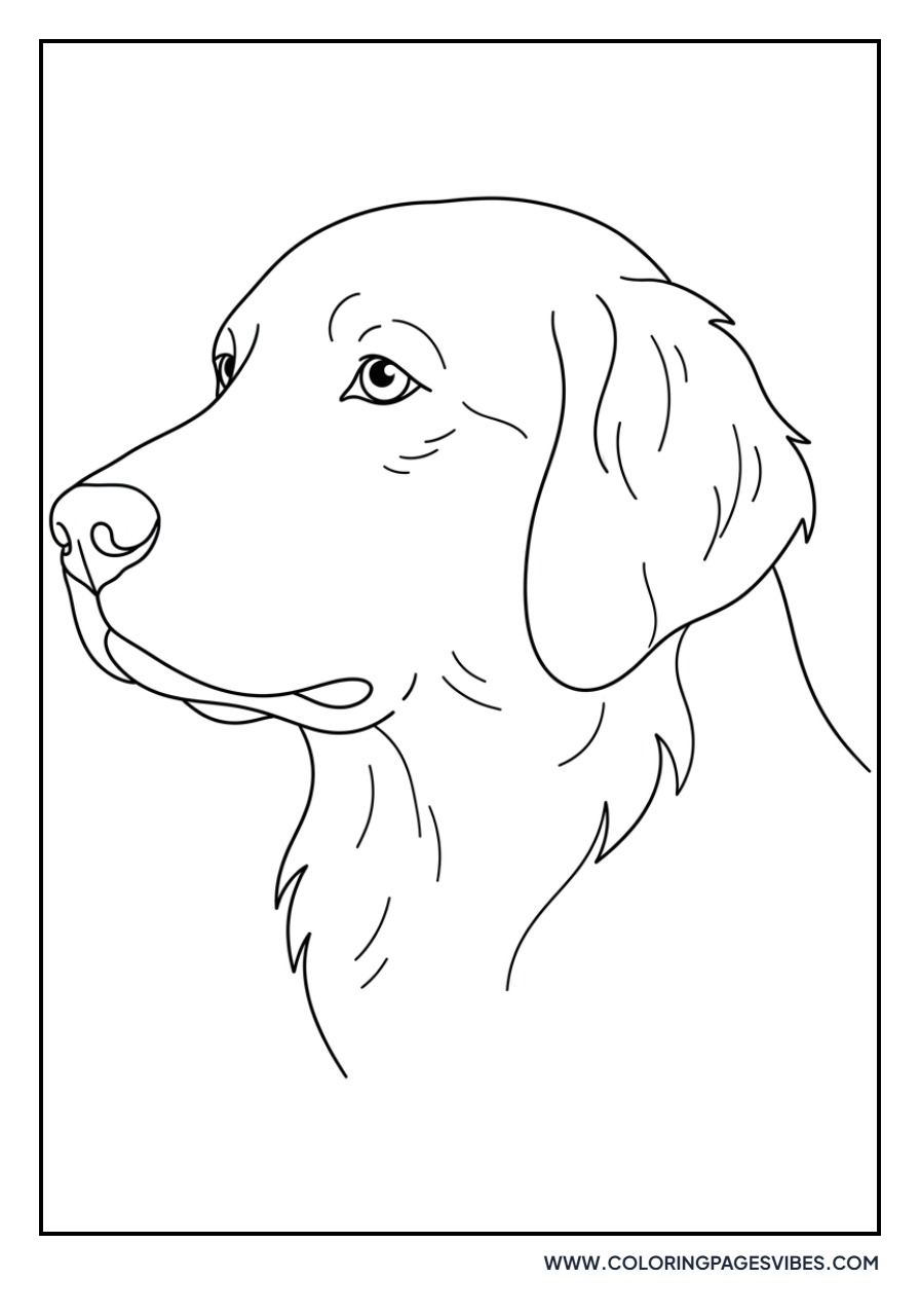 Golden Retriever Portrait Profile
