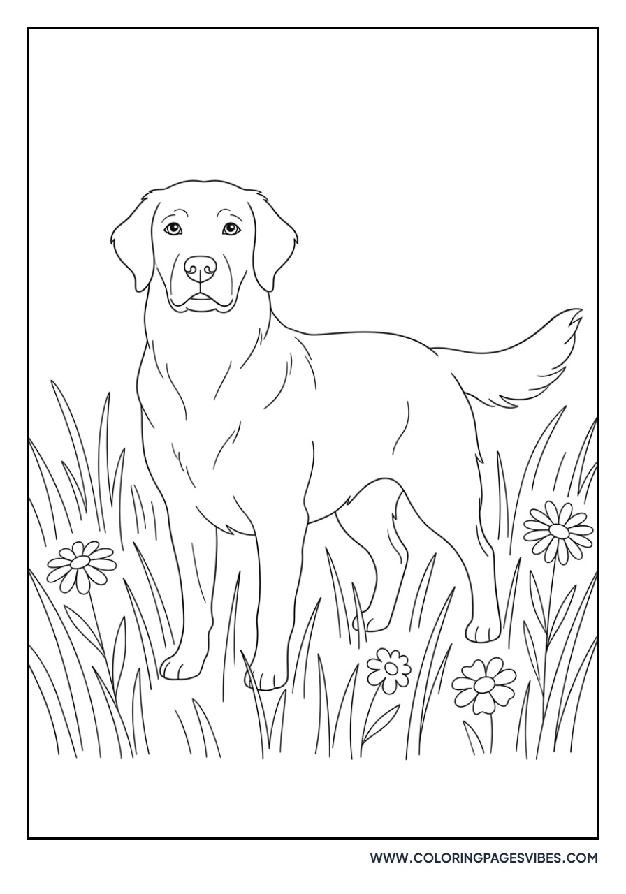 Golden Retriever Standing in Tall Grass