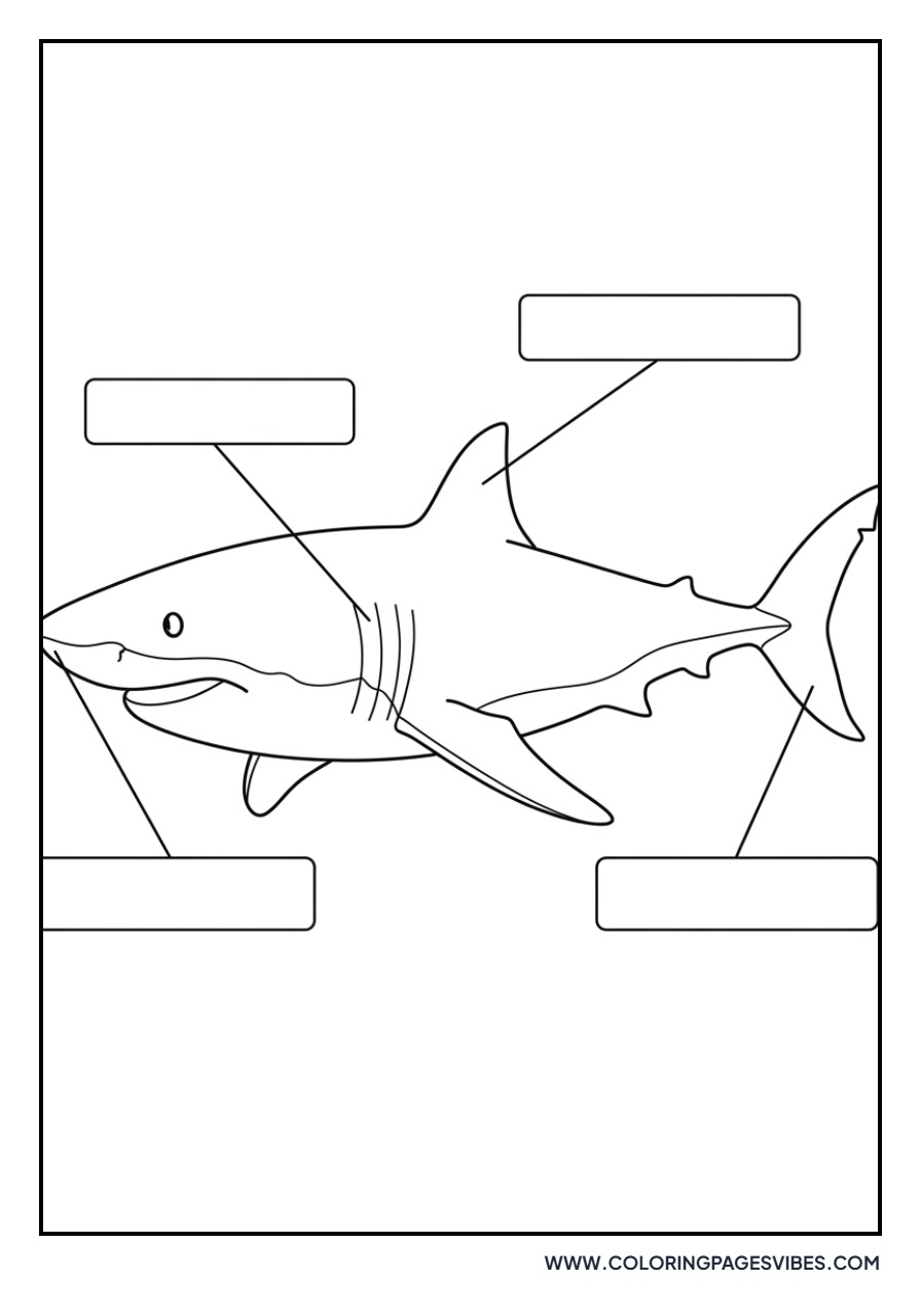Great White Shark Anatomy Labels