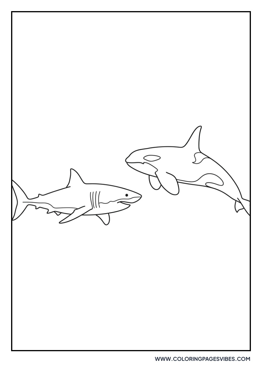 Great White Shark and Orca
