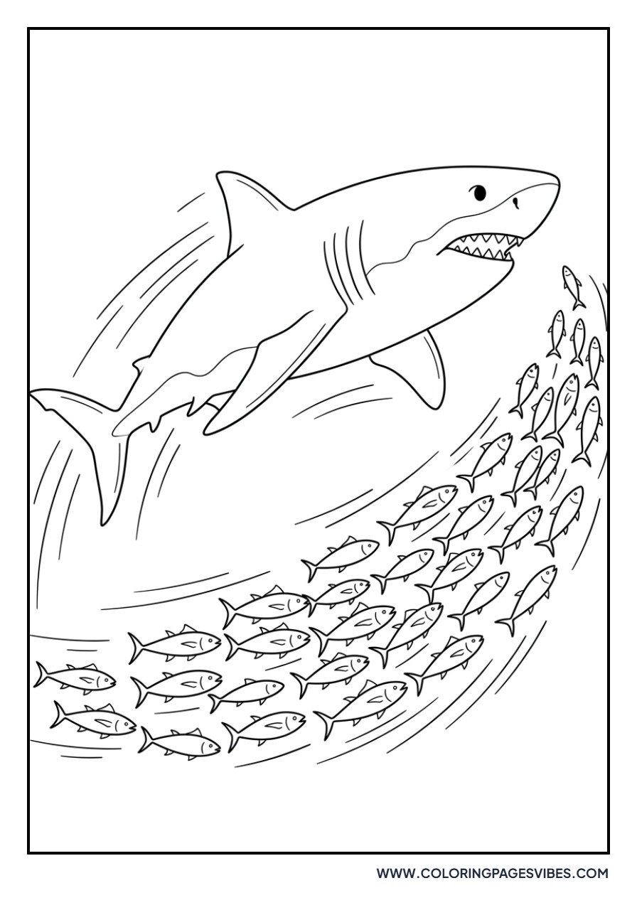 Great White Shark Hunting Fish