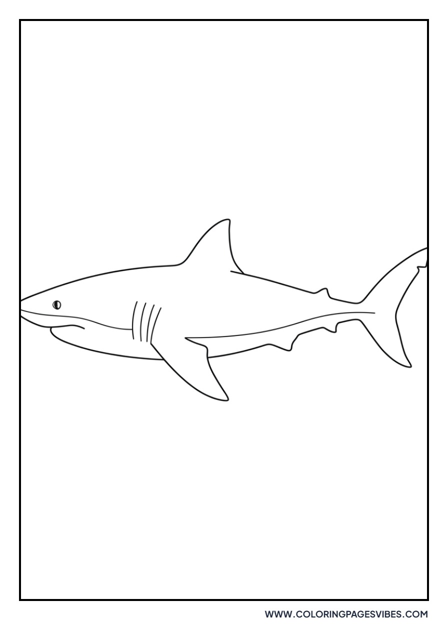Great White Shark Profile View