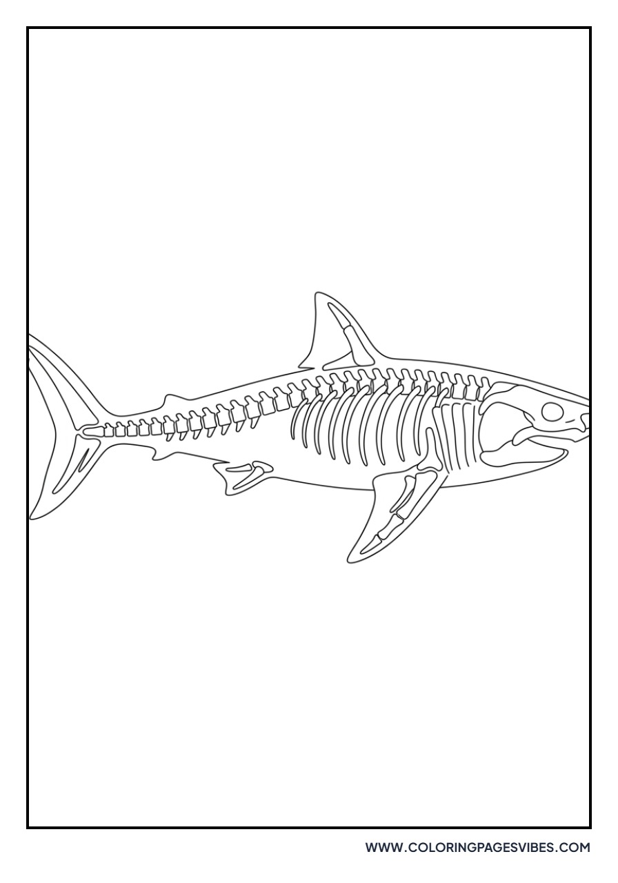 Great White Shark Skeleton