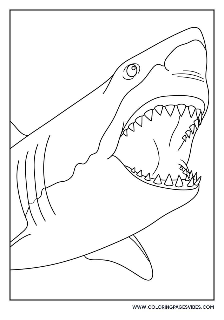 Great White Shark with Open Jaws