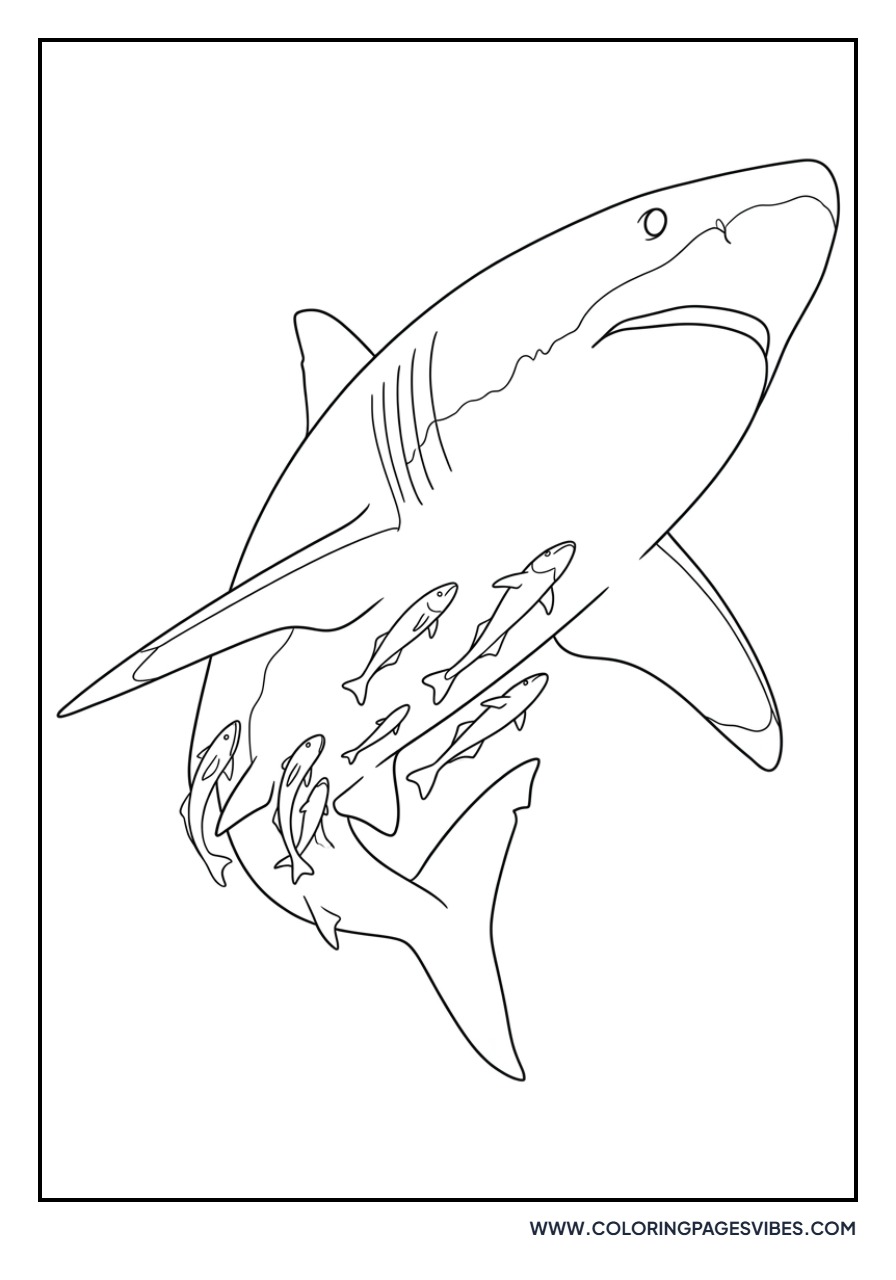 Shark with Remora Fish