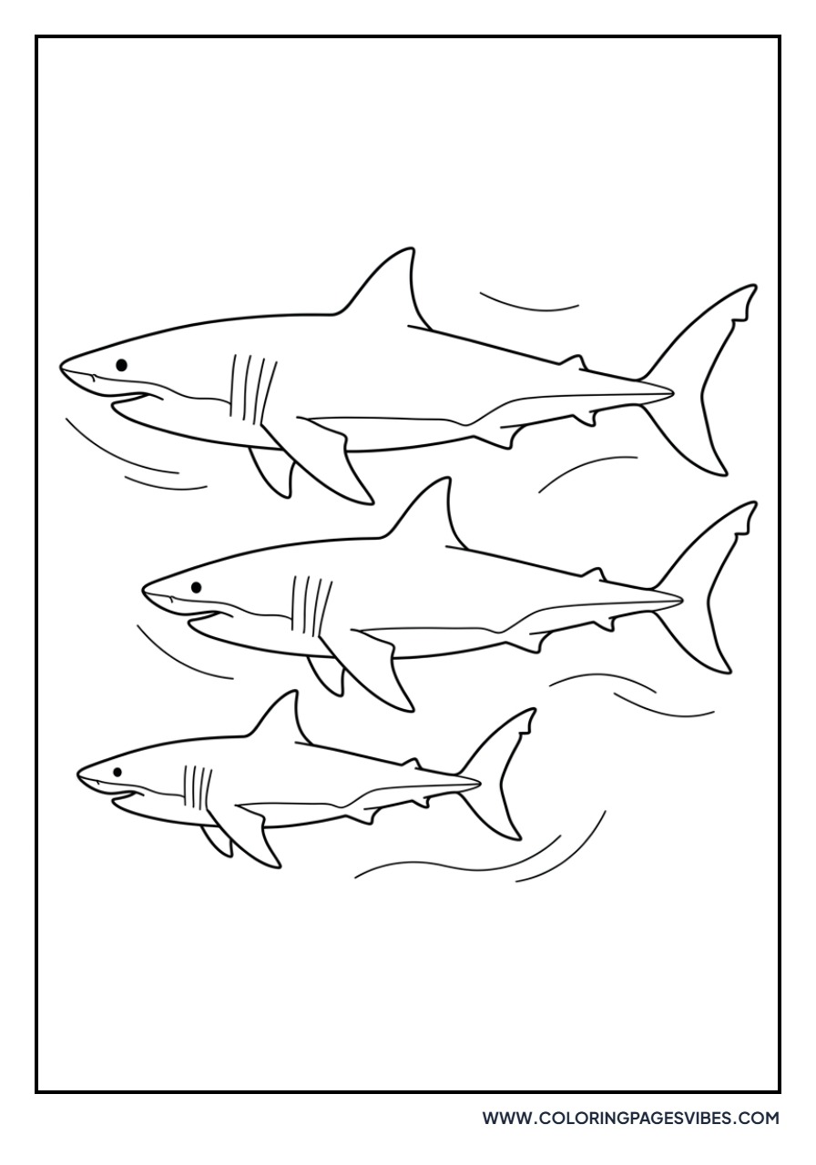 Swimming Great White Shark Trio