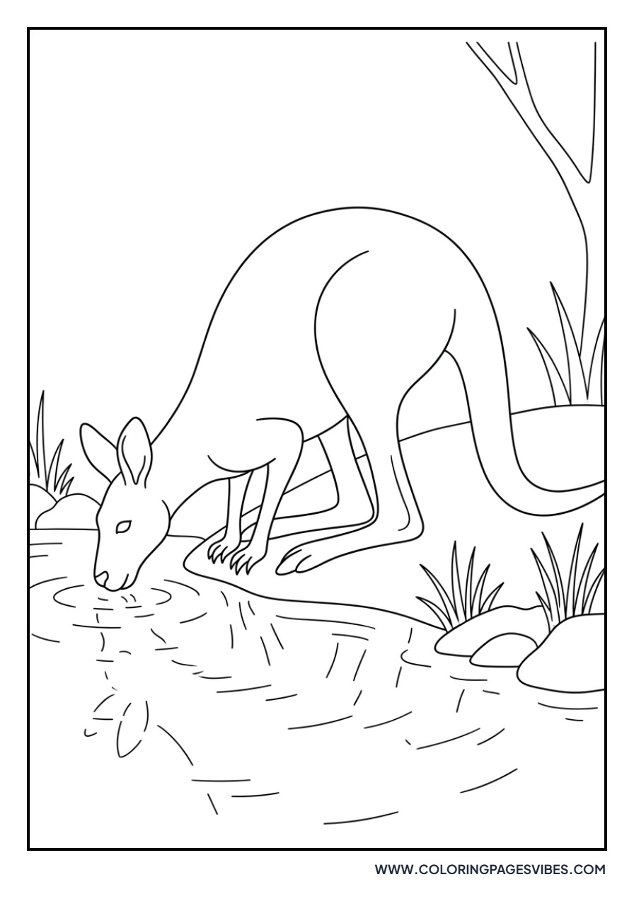 Kangaroo Drinking Water