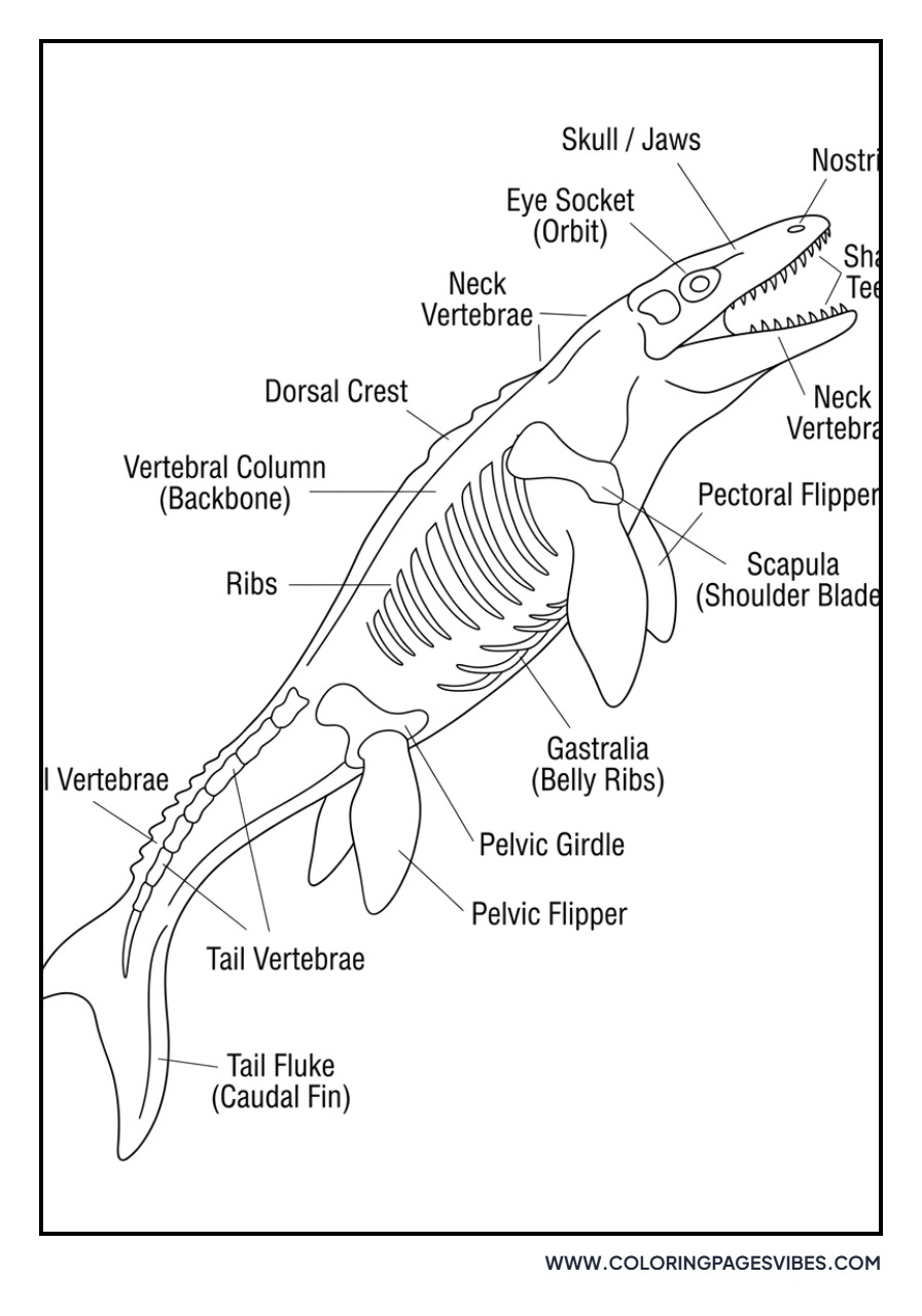 Mosasaurus Anatomical Diagram