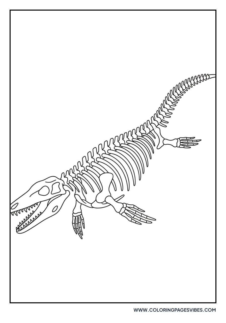 Mosasaurus Fossil Skeleton