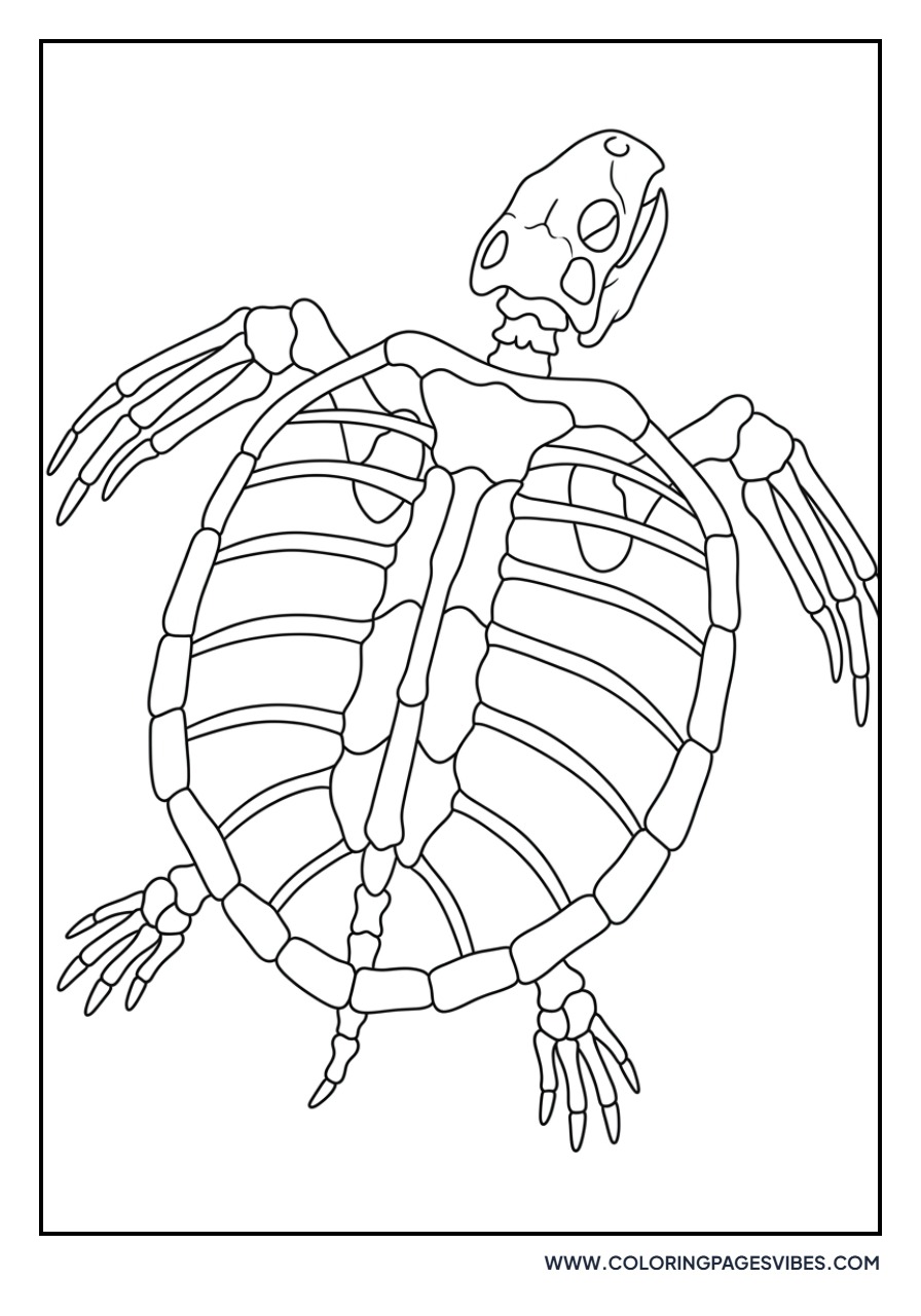 Ancient Sea Turtle Fossil