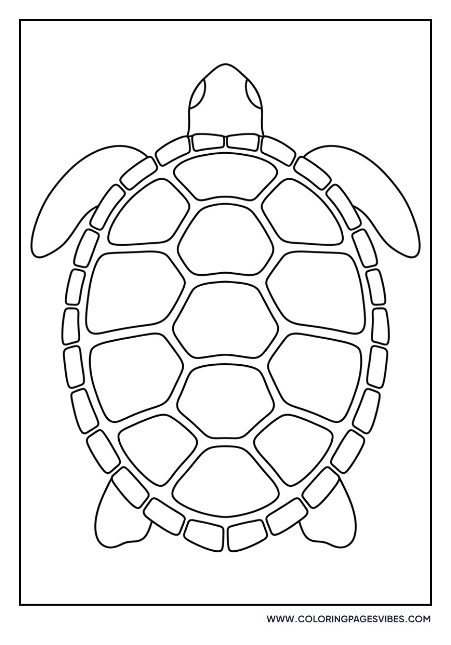 Baby Turtle Shell Close-up