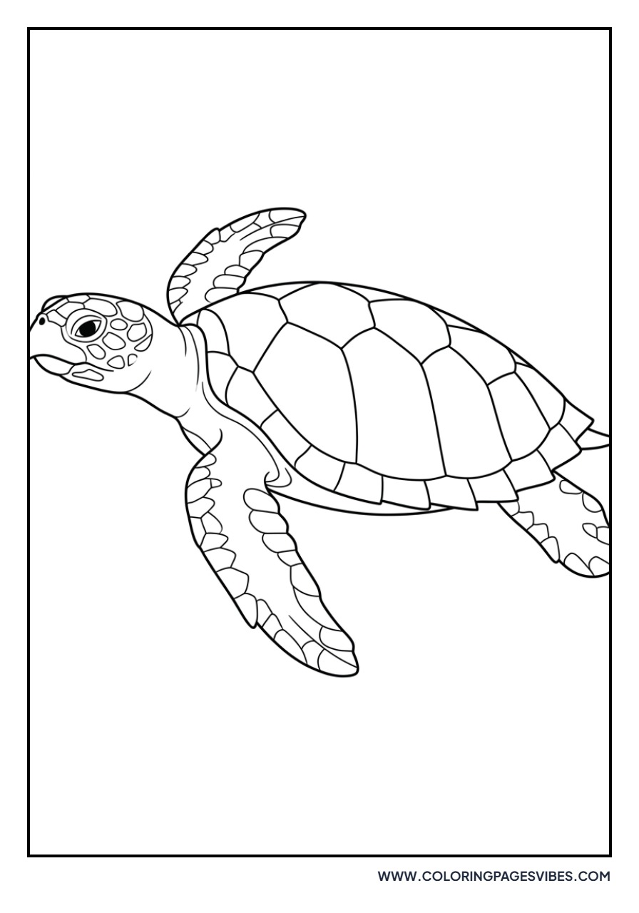 Detailed Hawksbill Turtle