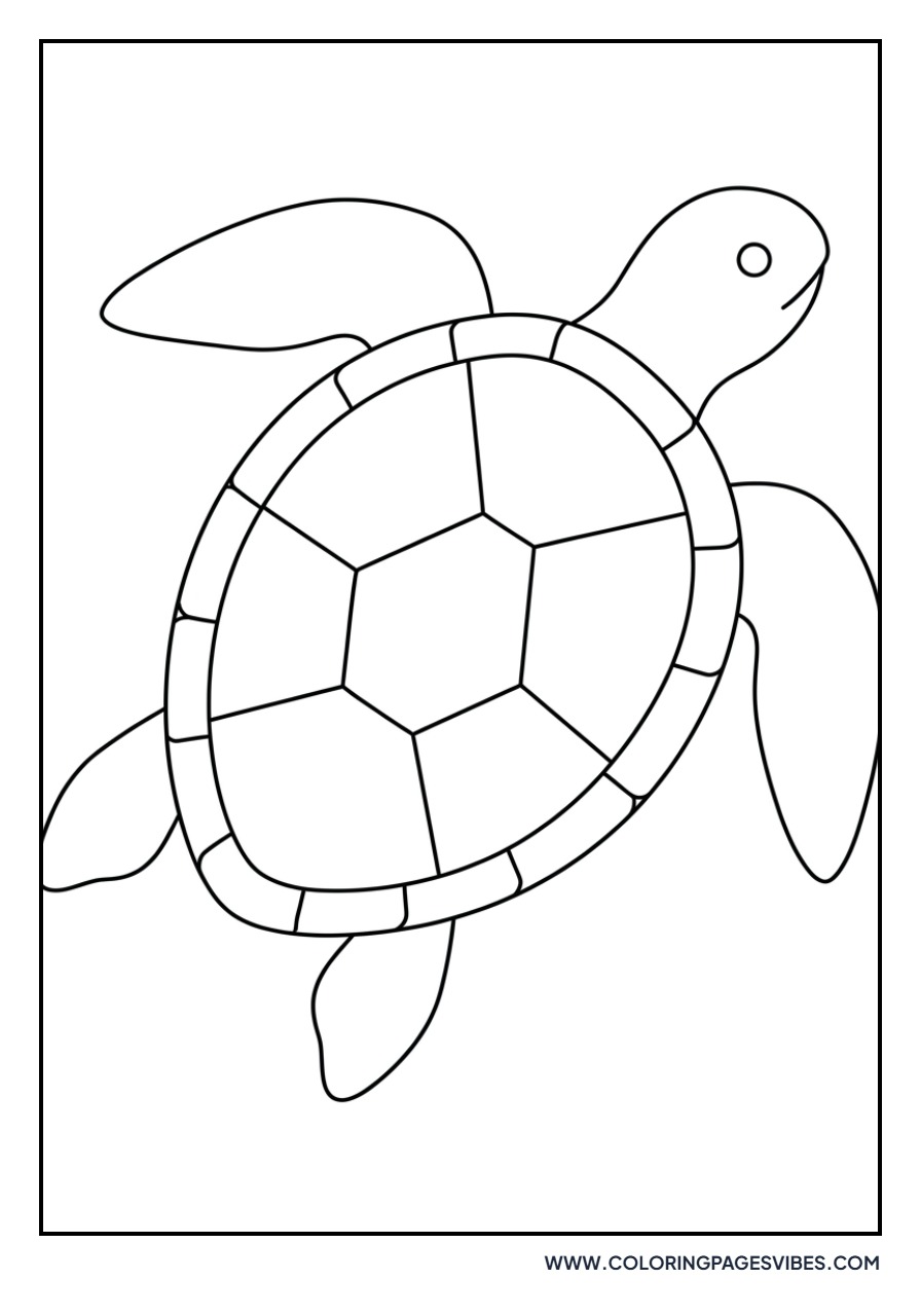 Lined Sea Turtle for Preschool