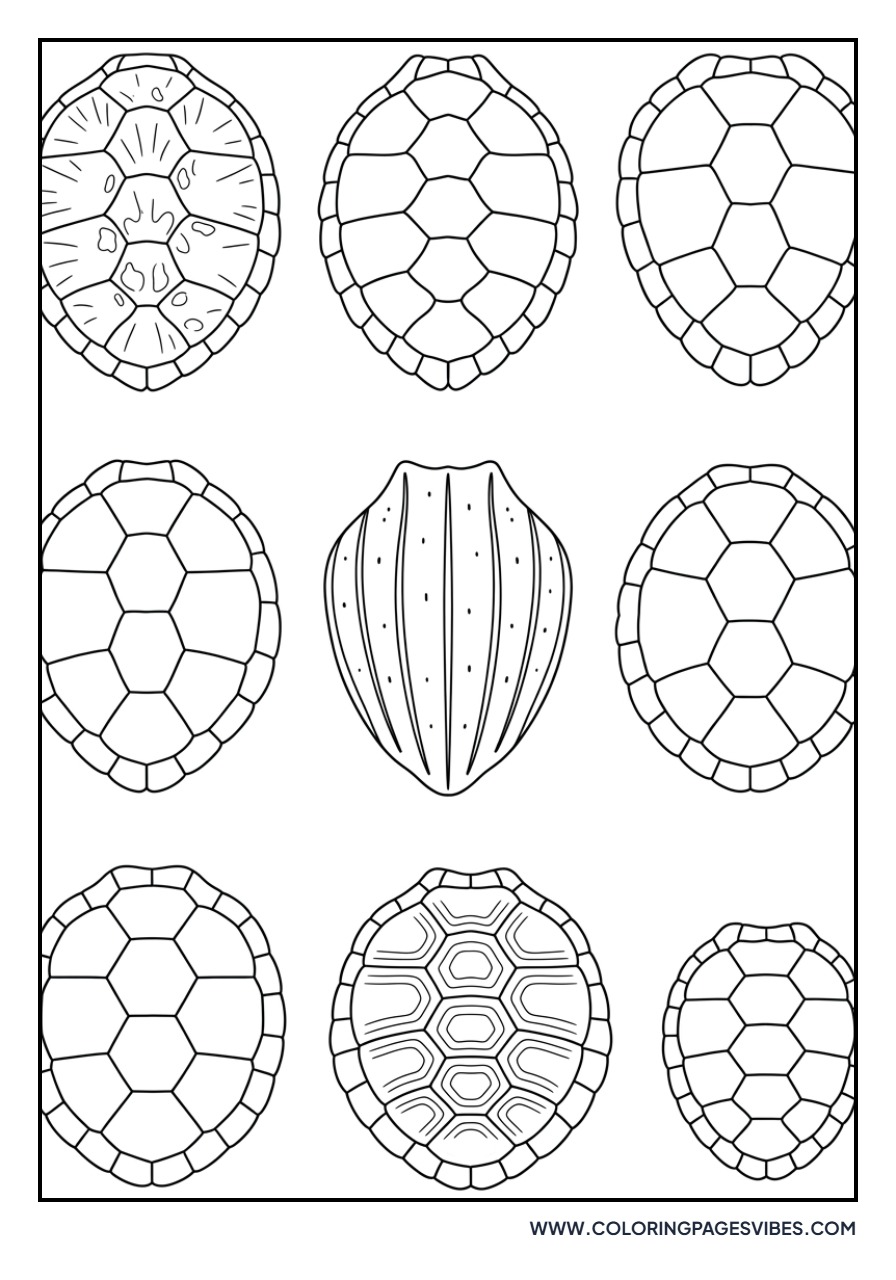 Turtle Shell Pattern Study