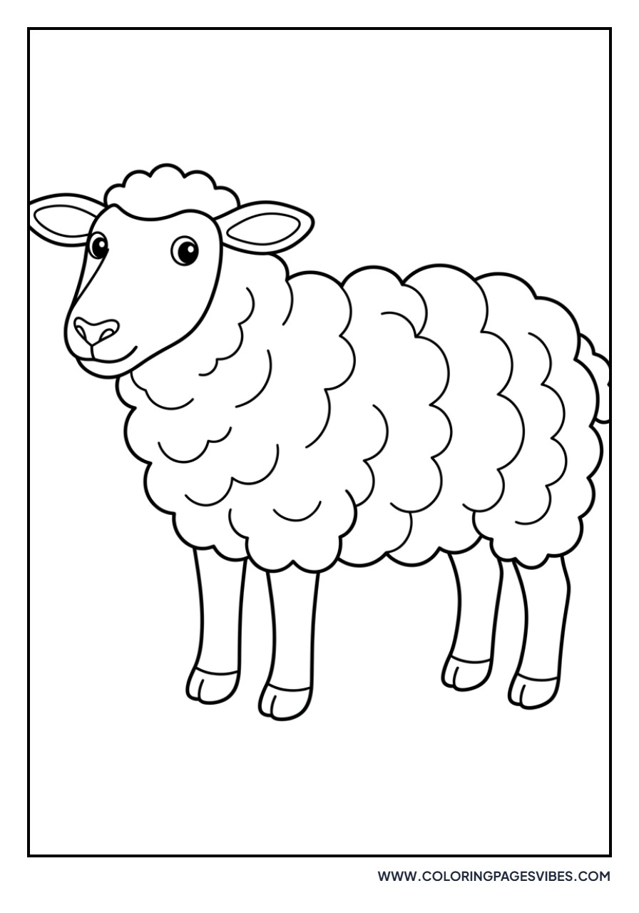 Black-Faced Sheep