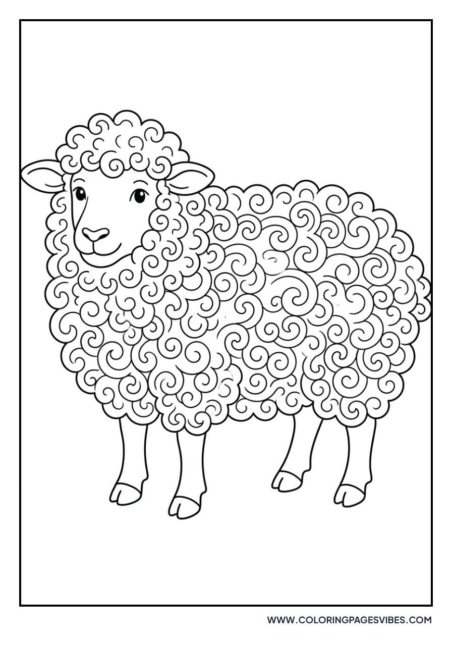 Curly Wool Sheep