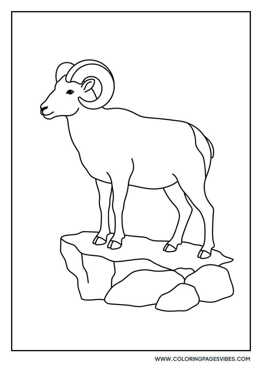 Mountain Sheep