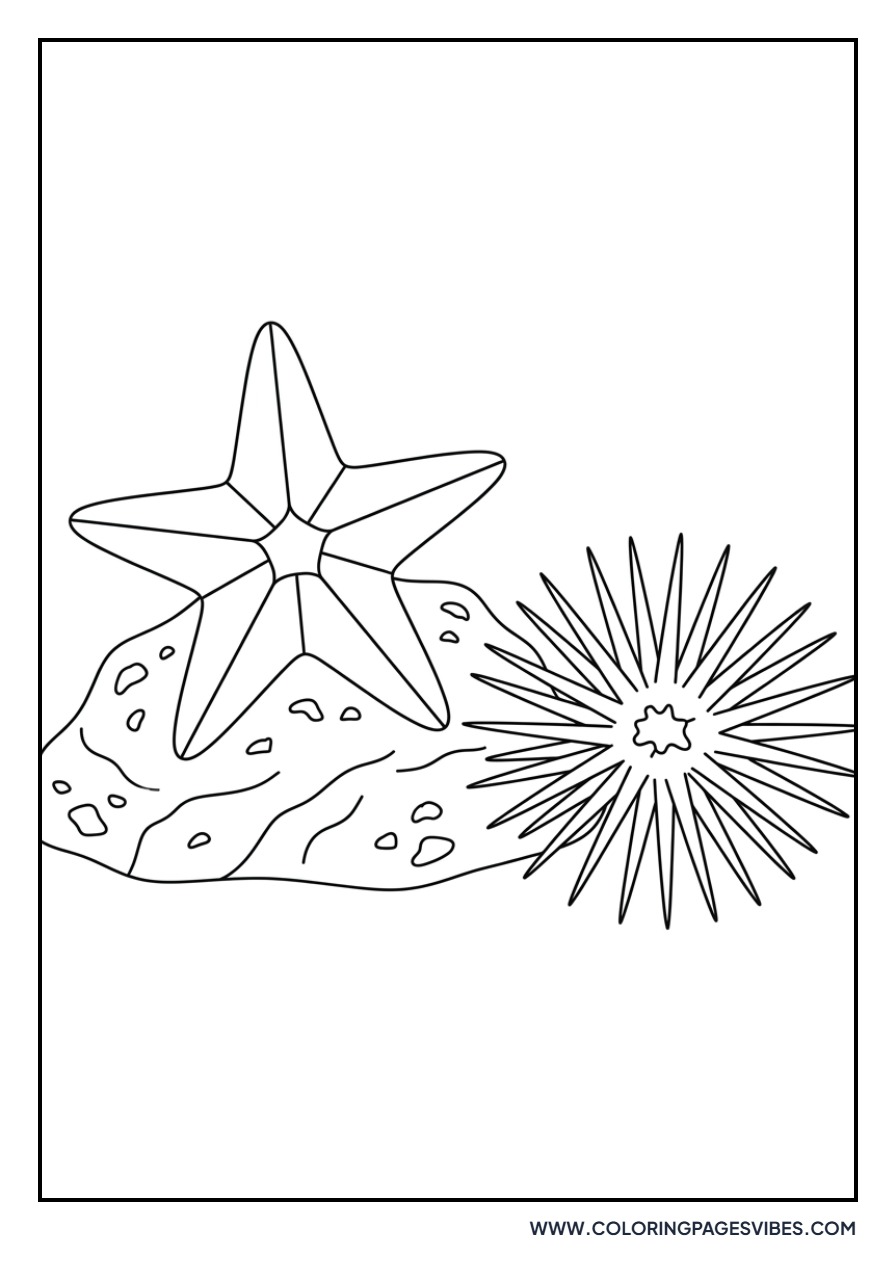 Starfish and Sea Urchin