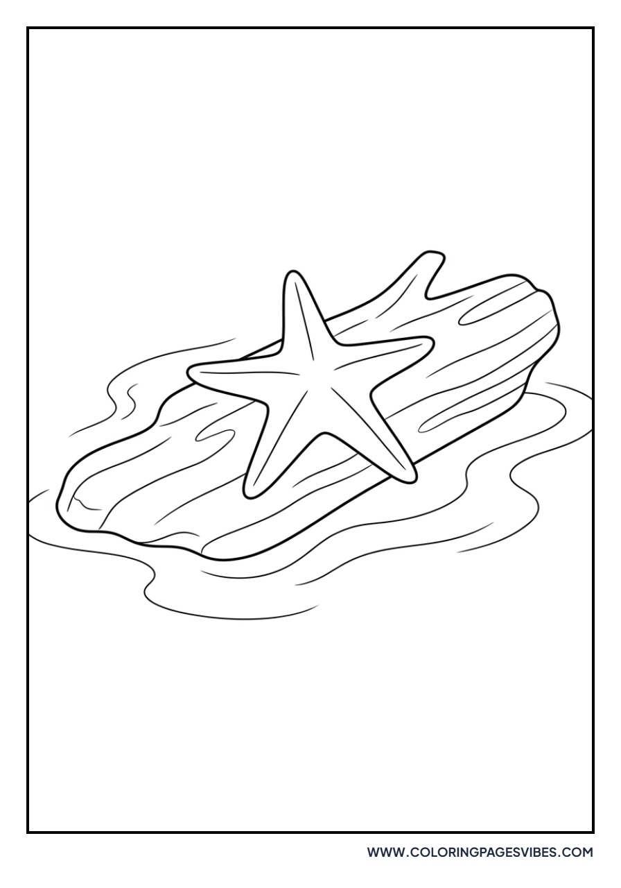 Starfish on a Driftwood