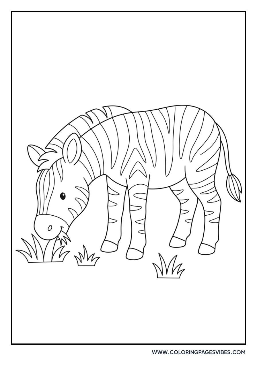 Zebra Eating Grass