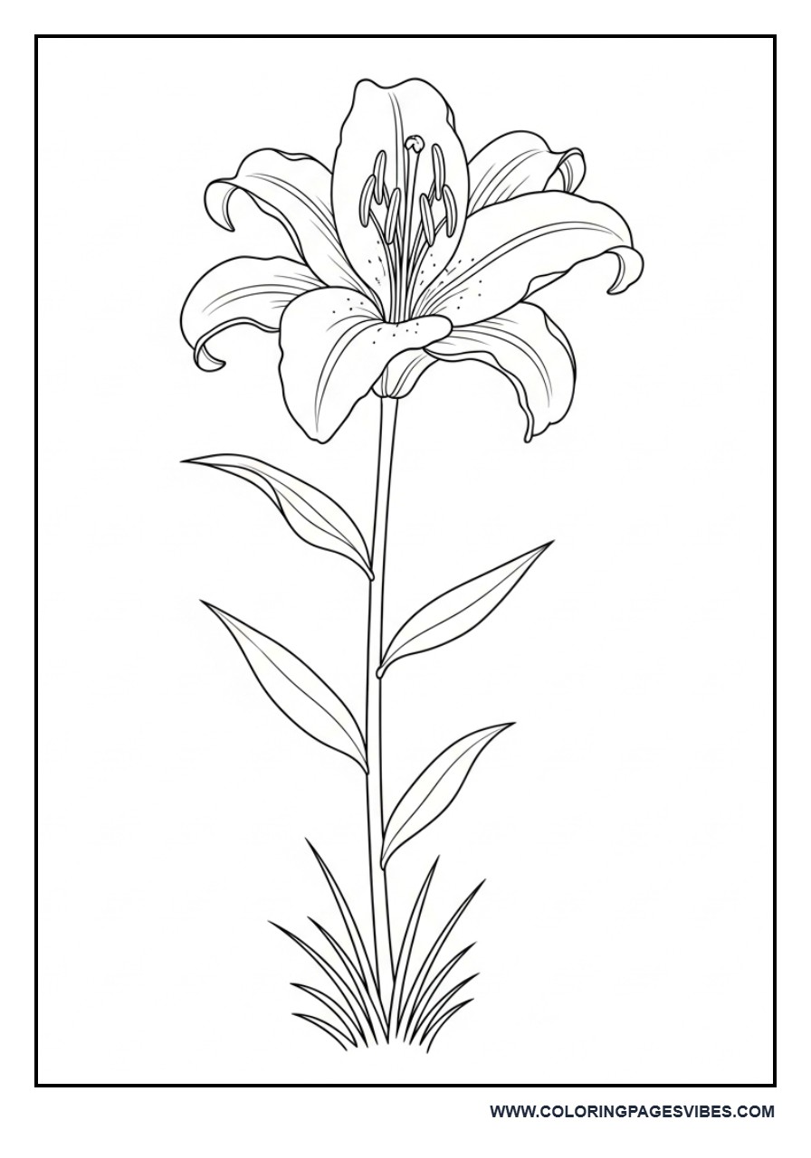 Lily Flower with Stem