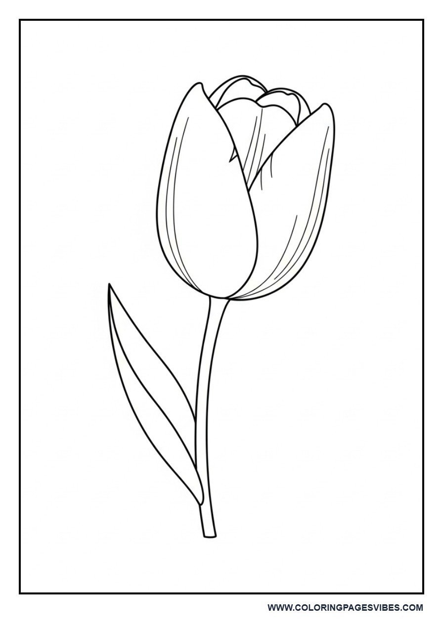 Side View Tulip
