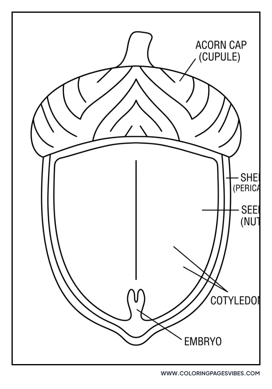 Detailed Acorn Cross-Section