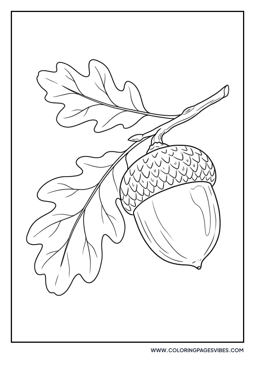 Realistic Oak Nut