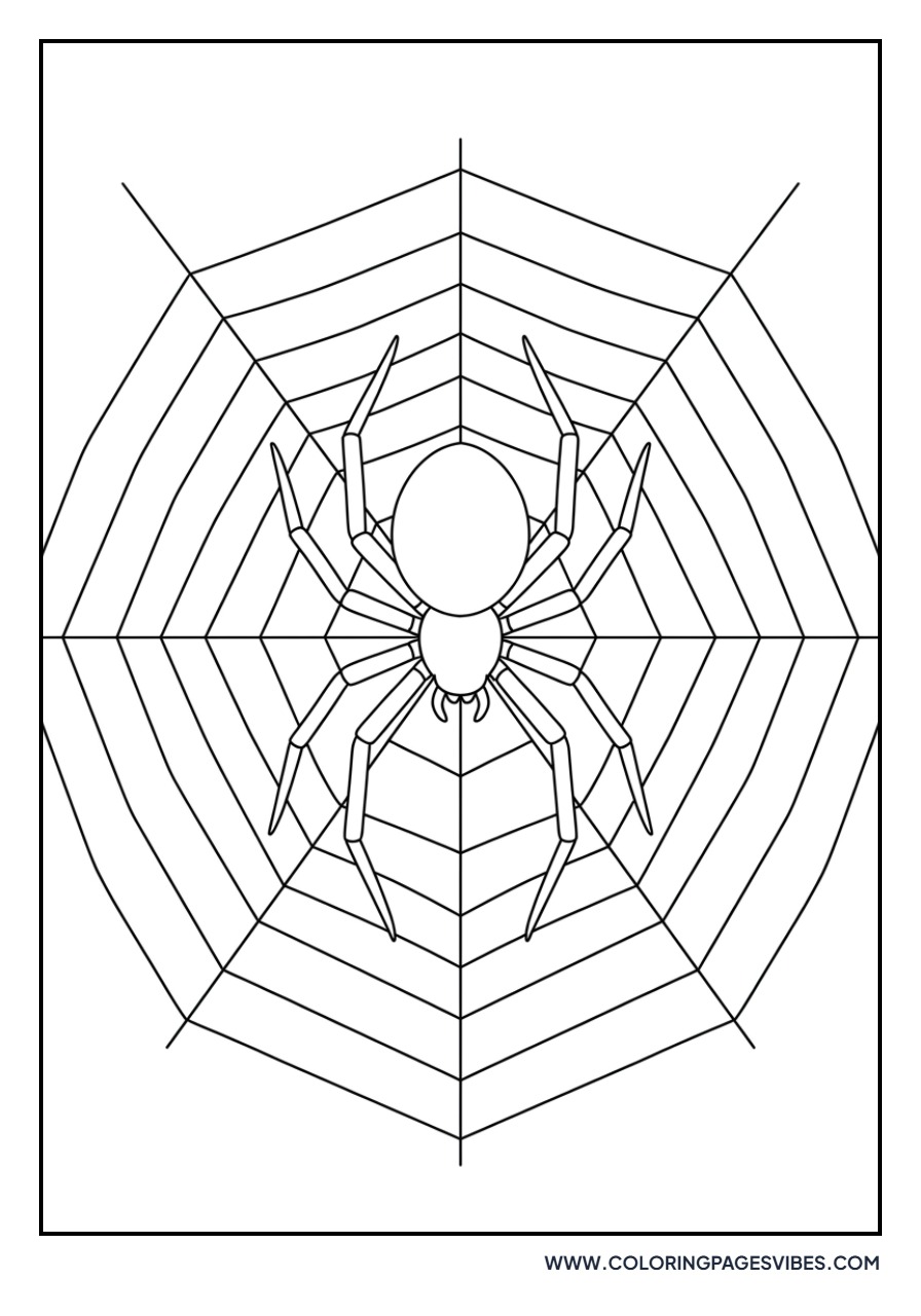 Spider in a Web