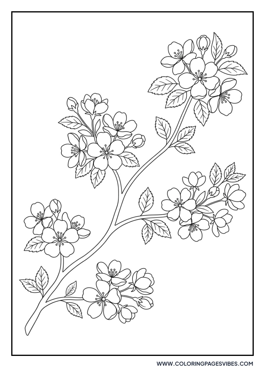 Apple Blossoms