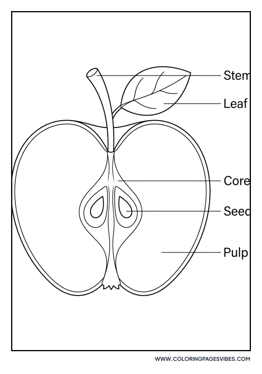 Apple Half with Pit