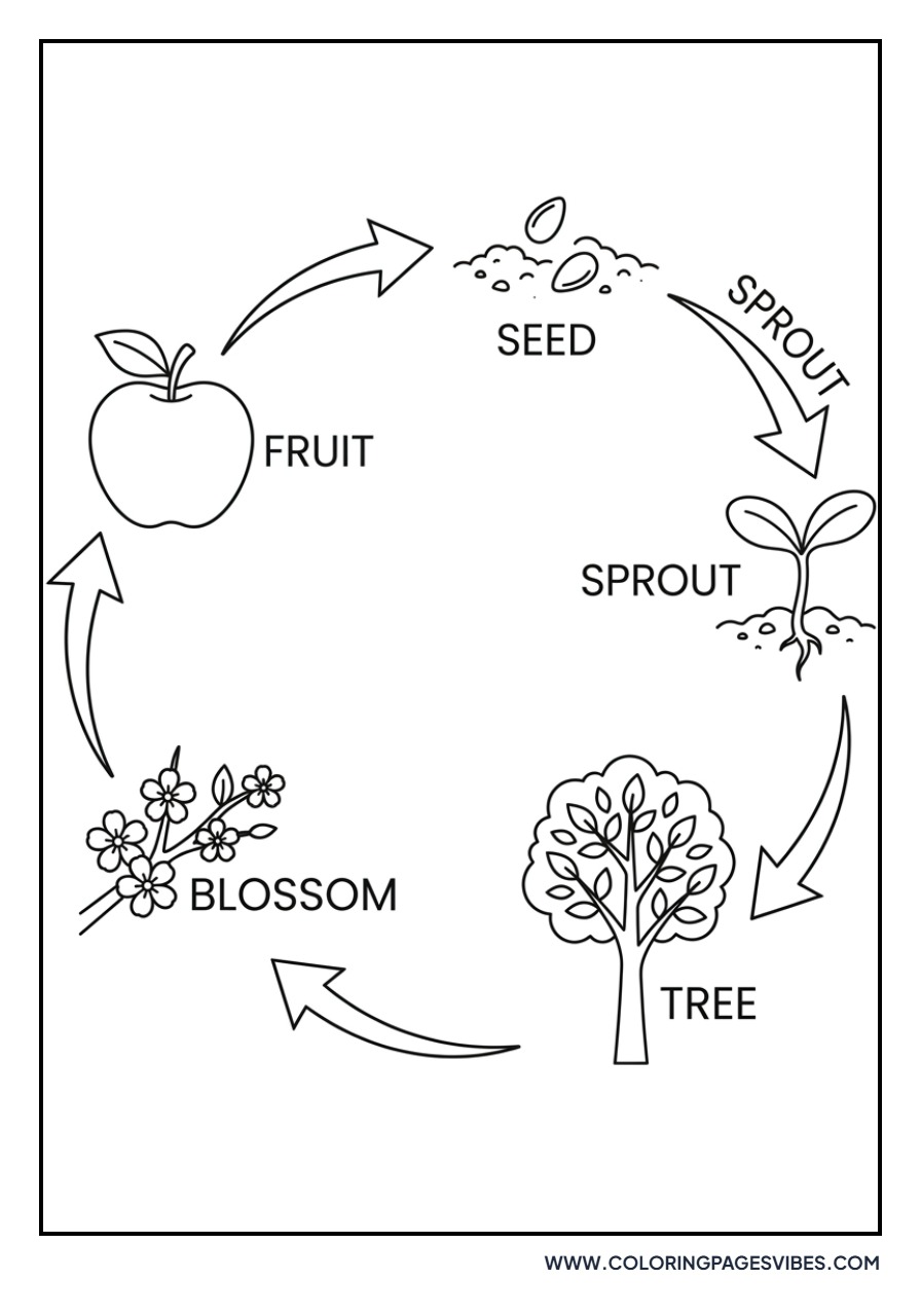 Apple Life Cycle Diagram