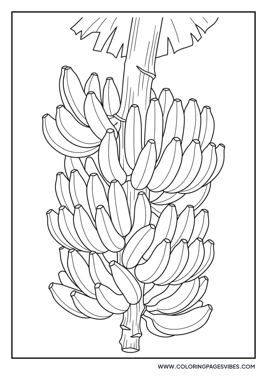 Giant Banana Bunch
