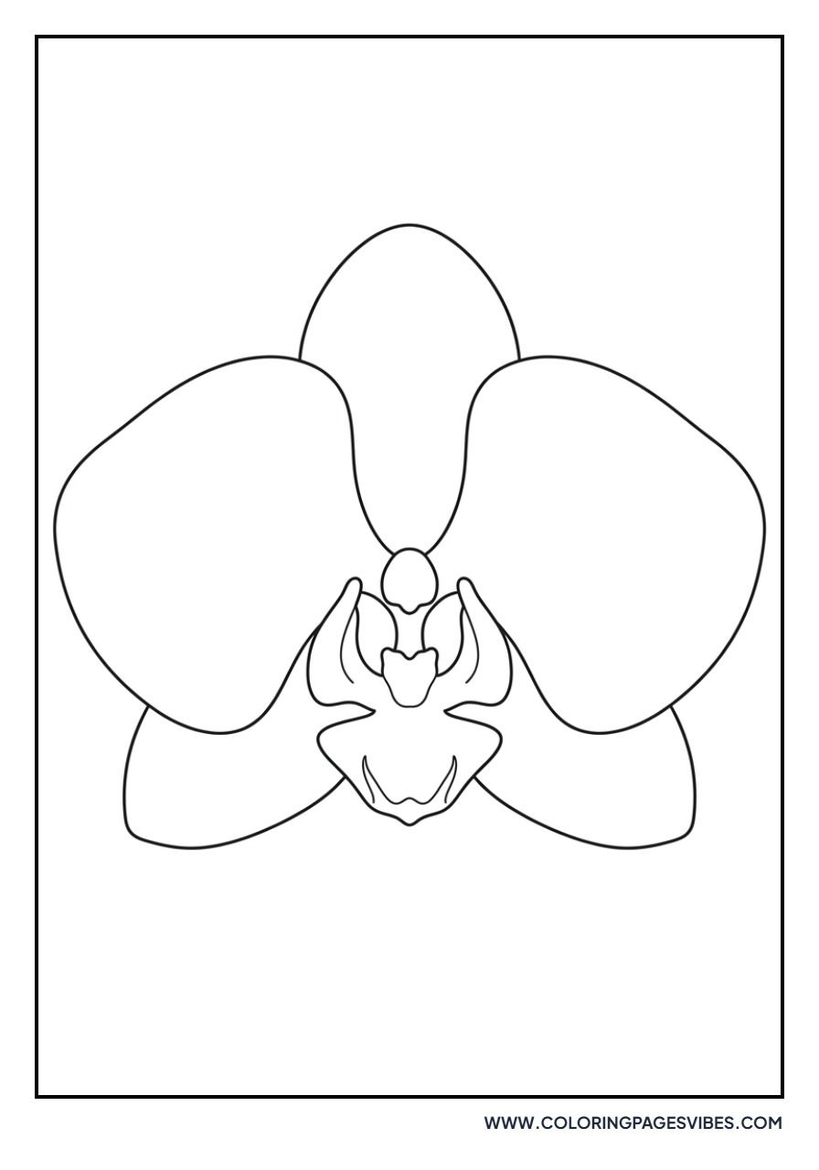 Cheerful Orchid