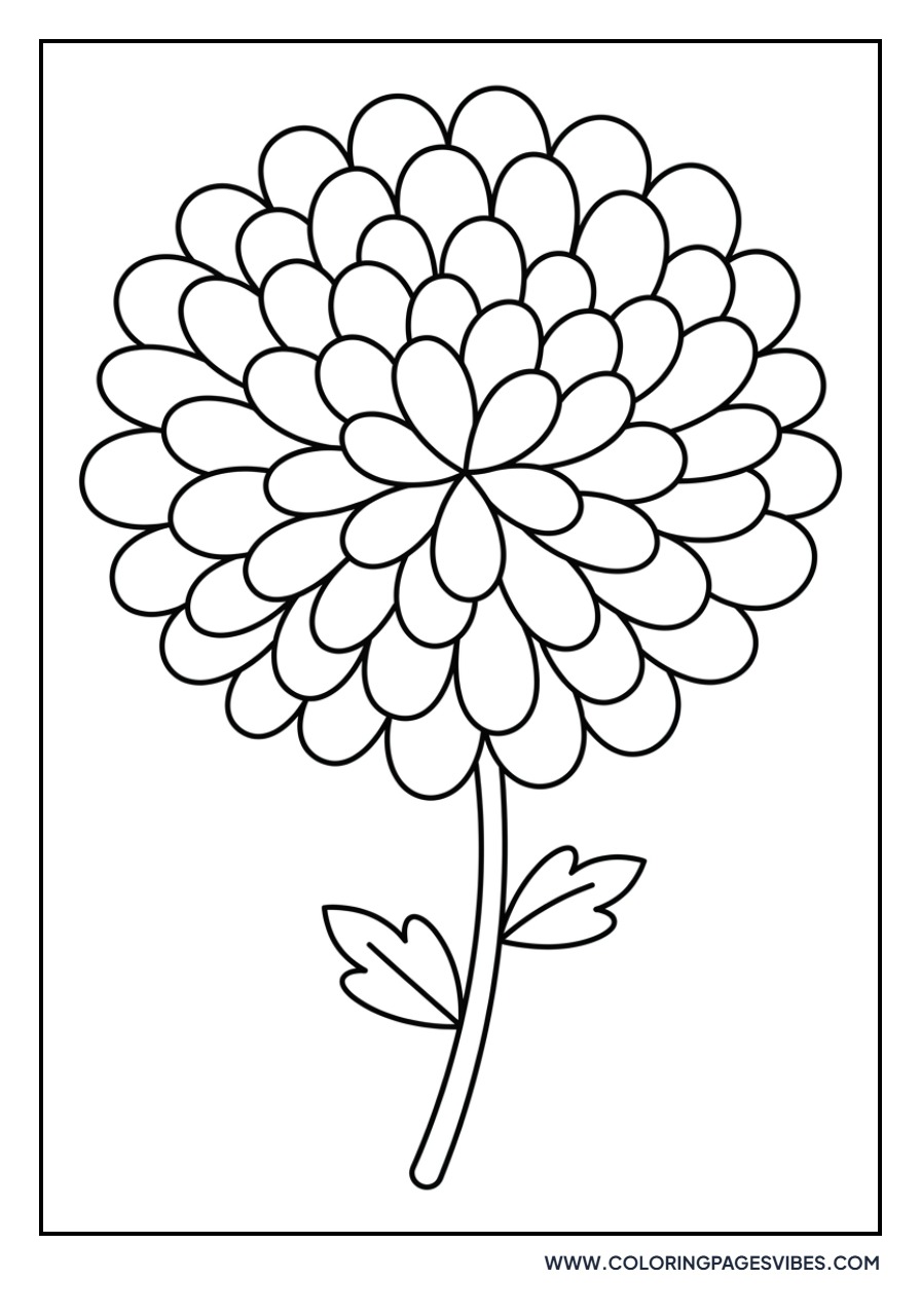 Chrysanthemum Pom-pom