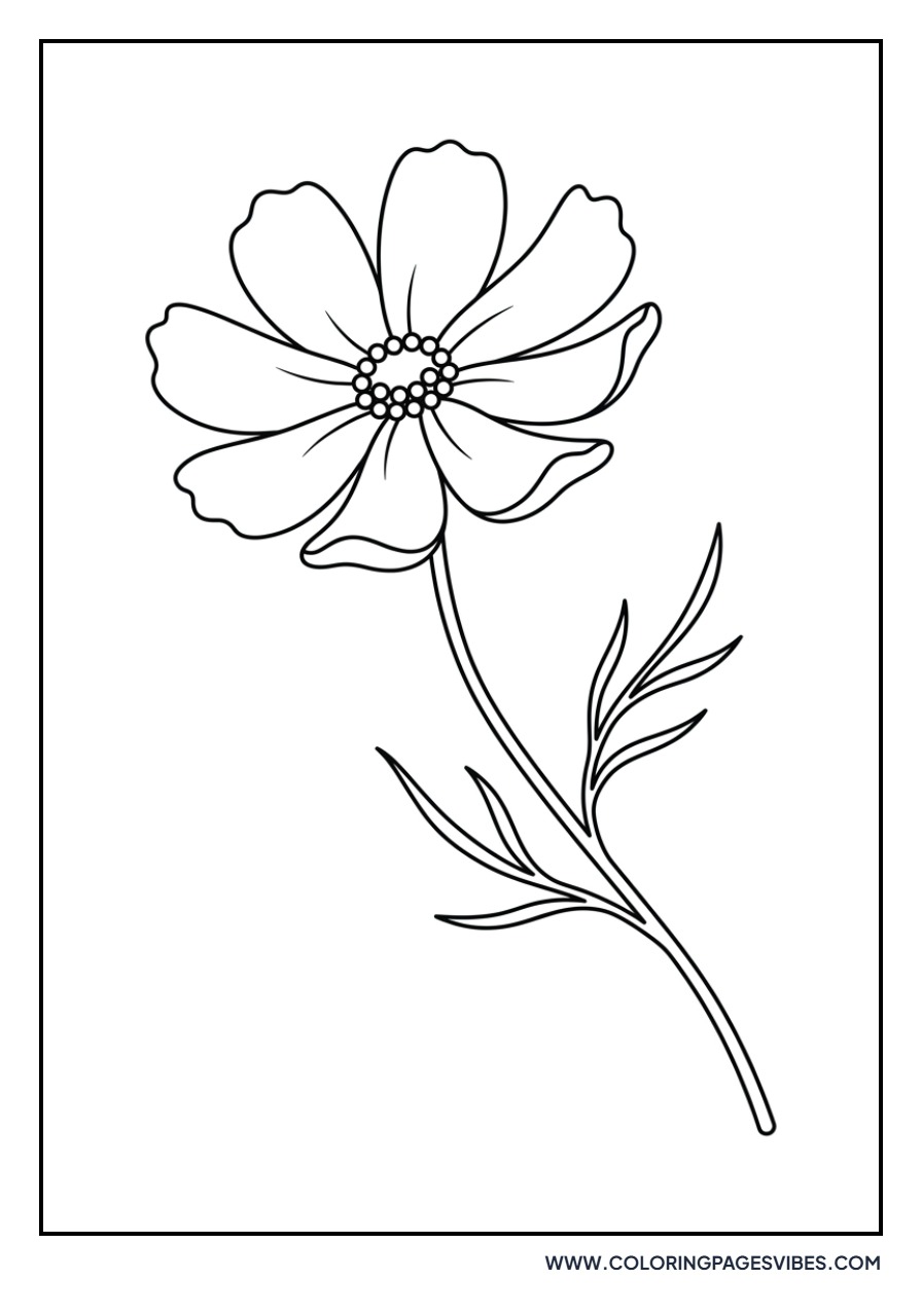 Cosmos Petal Dance