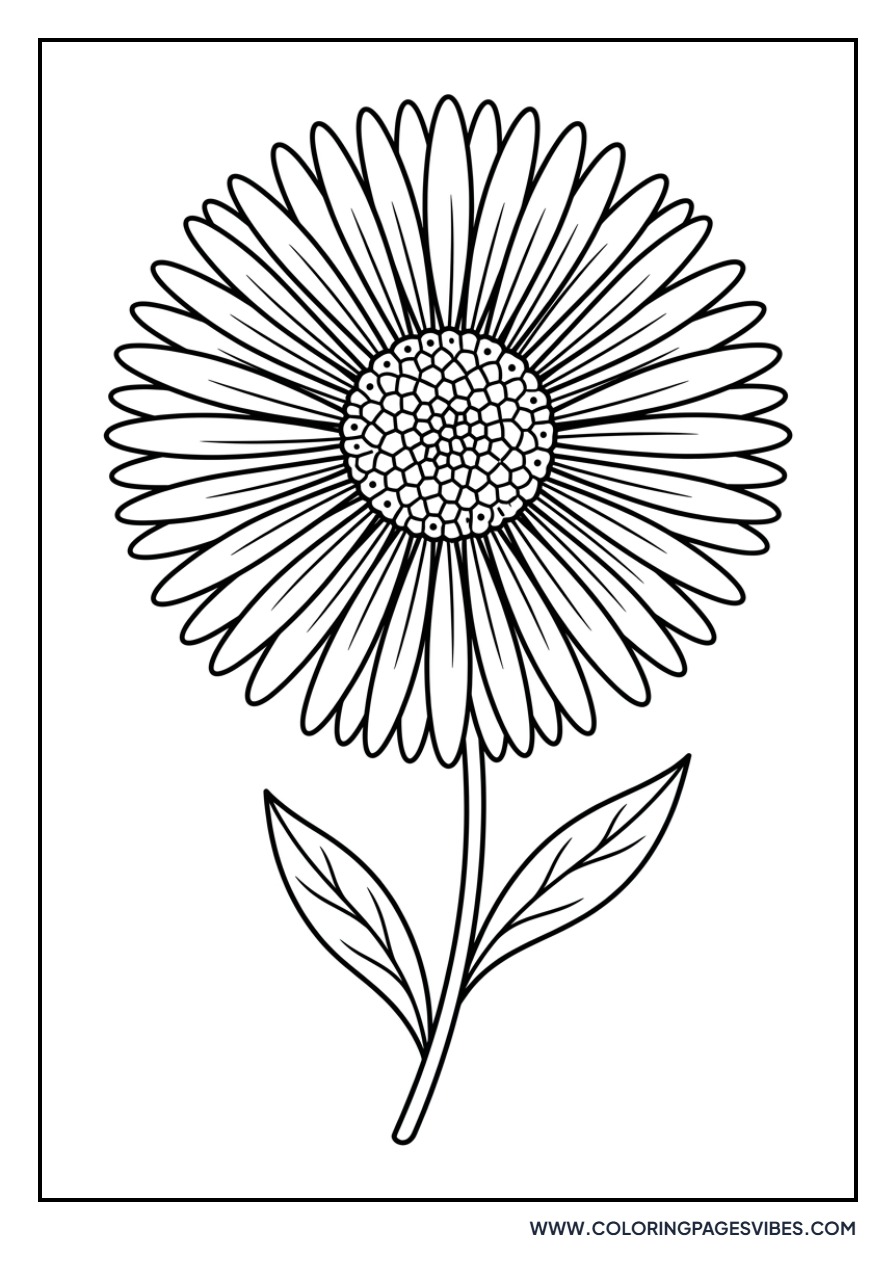 Dainty Aster