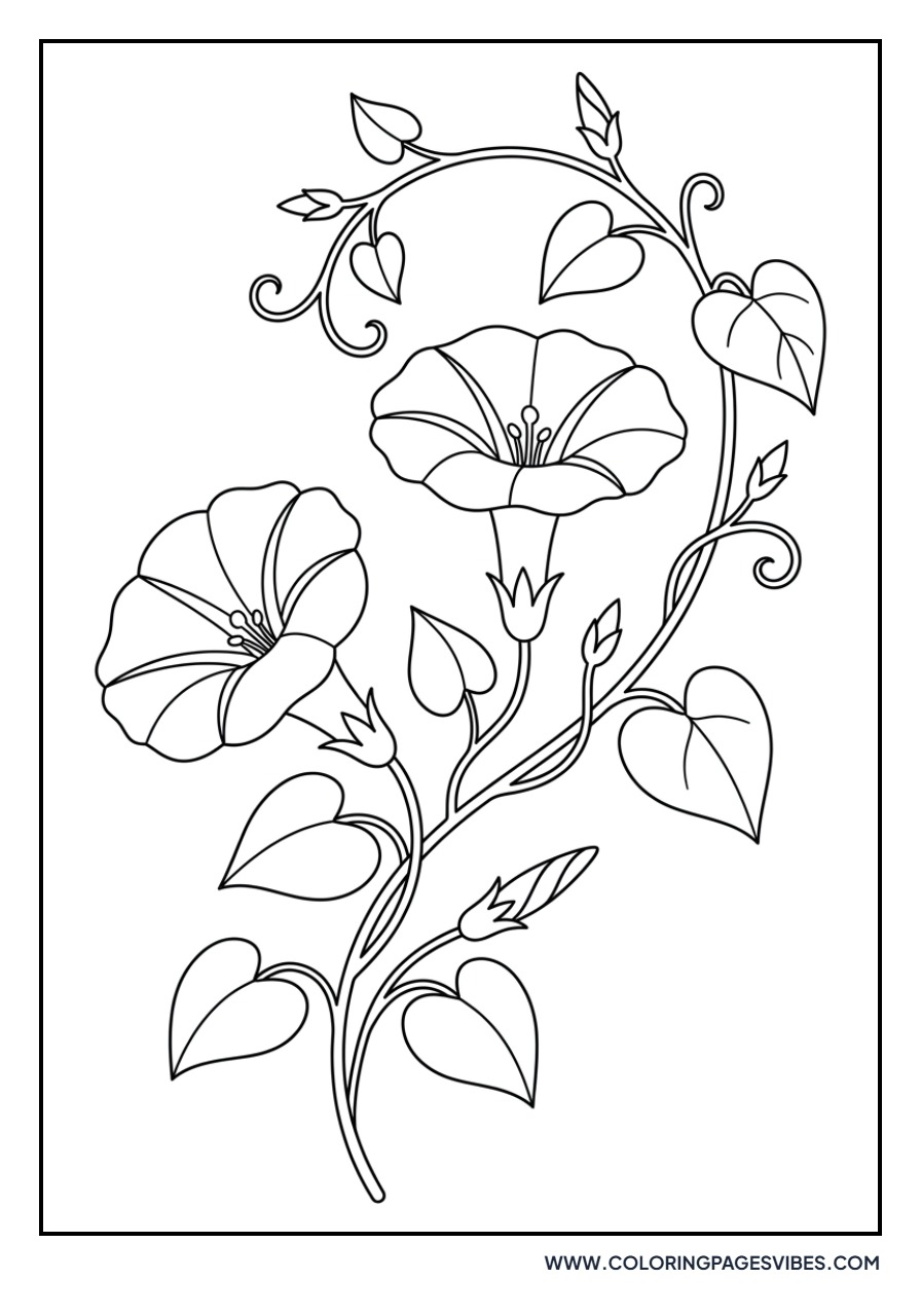 Morning Glory Vine