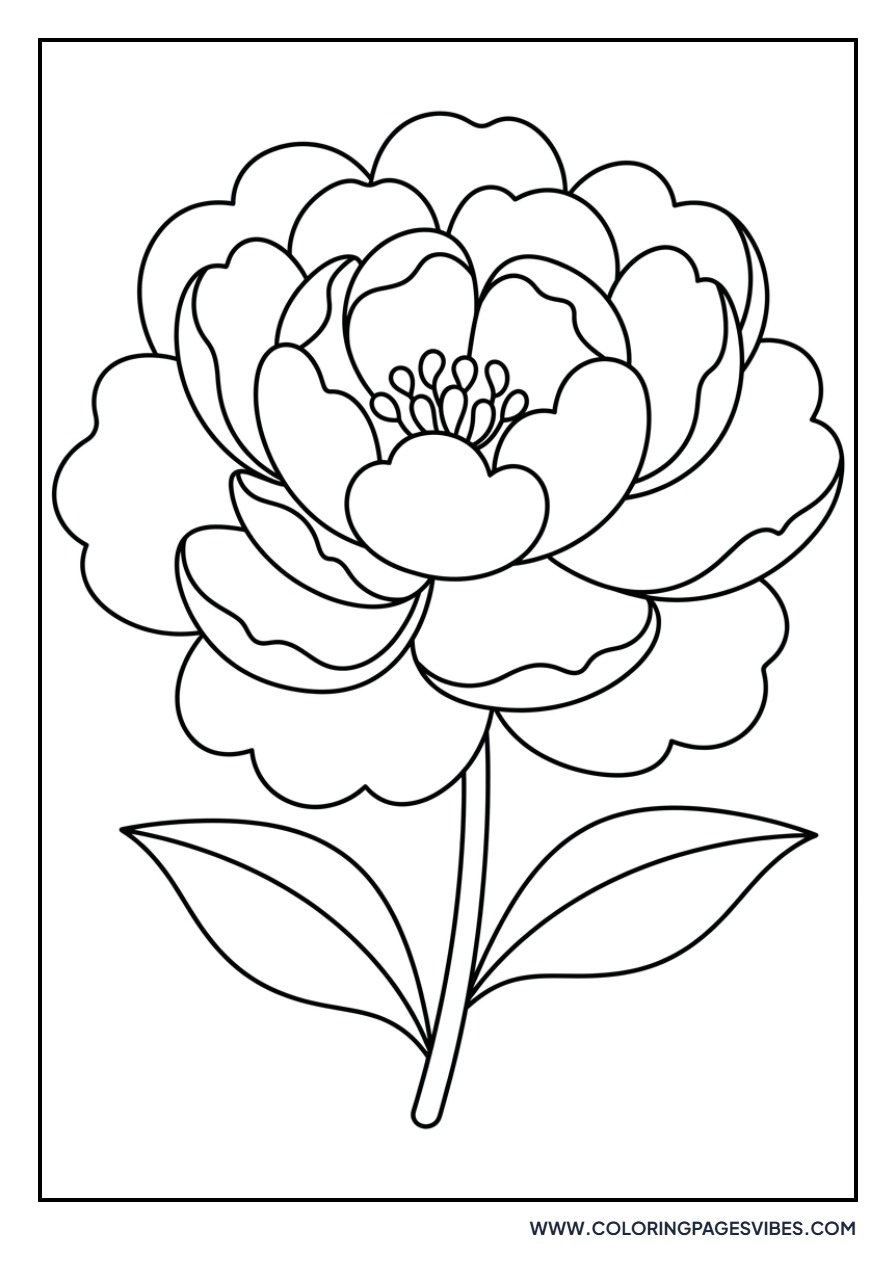 Peony in Bloom