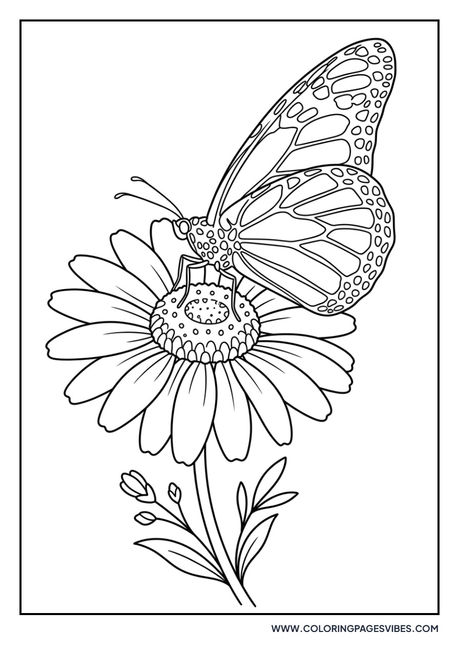 Butterfly on a Daisy