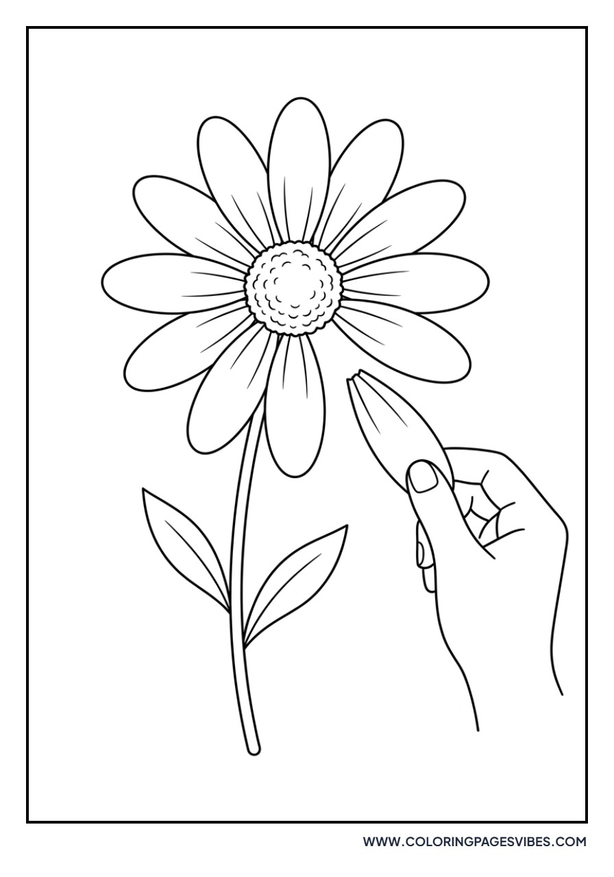 Daisy Petal 'He Loves Me'